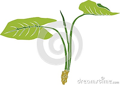 Abstract aquatic plant with large green leaves Vector Illustration